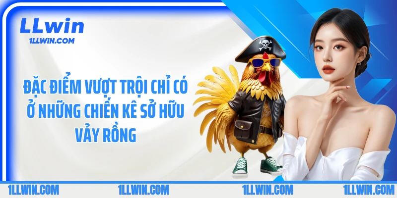 Đặc điểm vượt trội chỉ có ở những chiến kê sở hữu vảy rồng