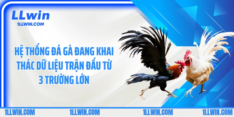 Hệ thống đá gà đang khai thác dữ liệu trận đấu từ 3 trường lớn