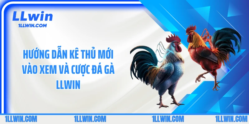 Hướng dẫn kê thủ mới vào xem và cược đá gà LLWIN