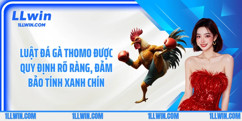 Luật đá gà thomo được quy định rõ ràng, đảm bảo tính xanh chín