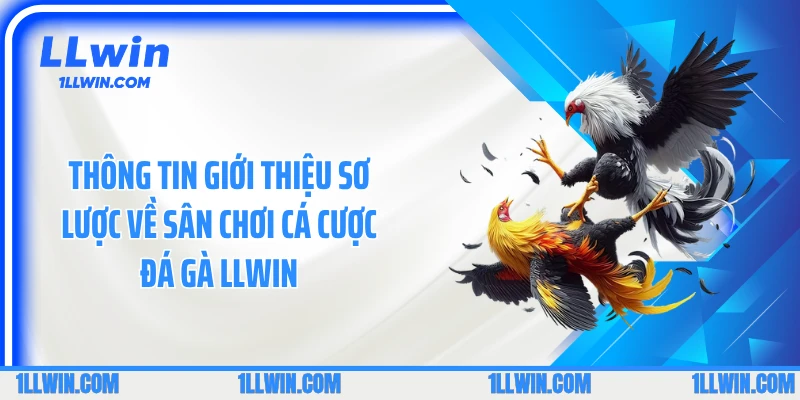 Thông tin giới thiệu sơ lược về sân chơi cá cược đá gà LLWIN