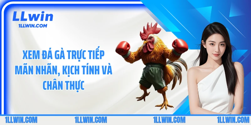 Xem đá gà trực tiếp mãn nhãn, kịch tính và chân thực